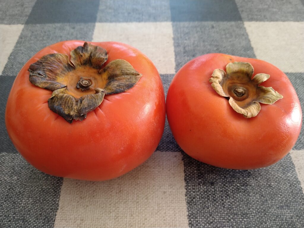 次郎柿と富有柿