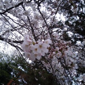 浜松で桜開花